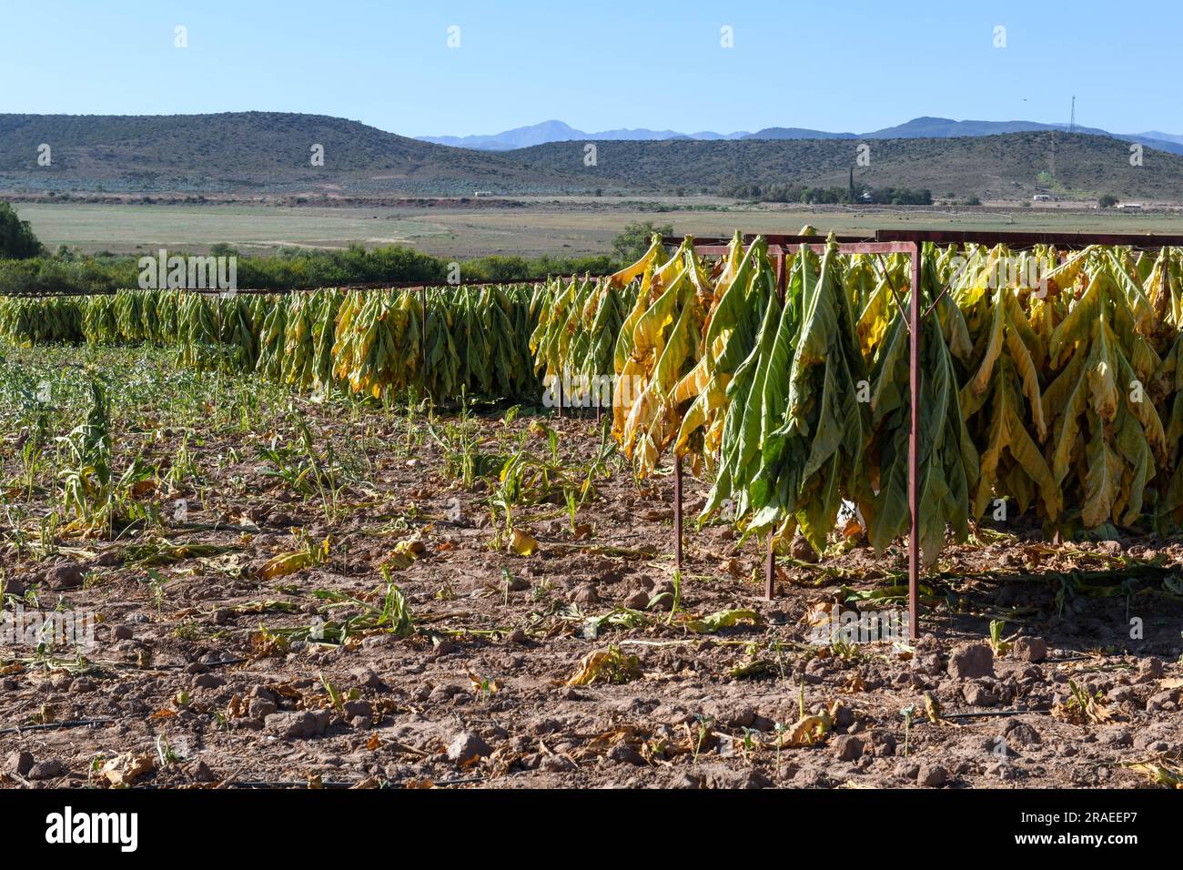 Tabakplantage in der Nähe der Route 62 in Südafrika Stockfoto