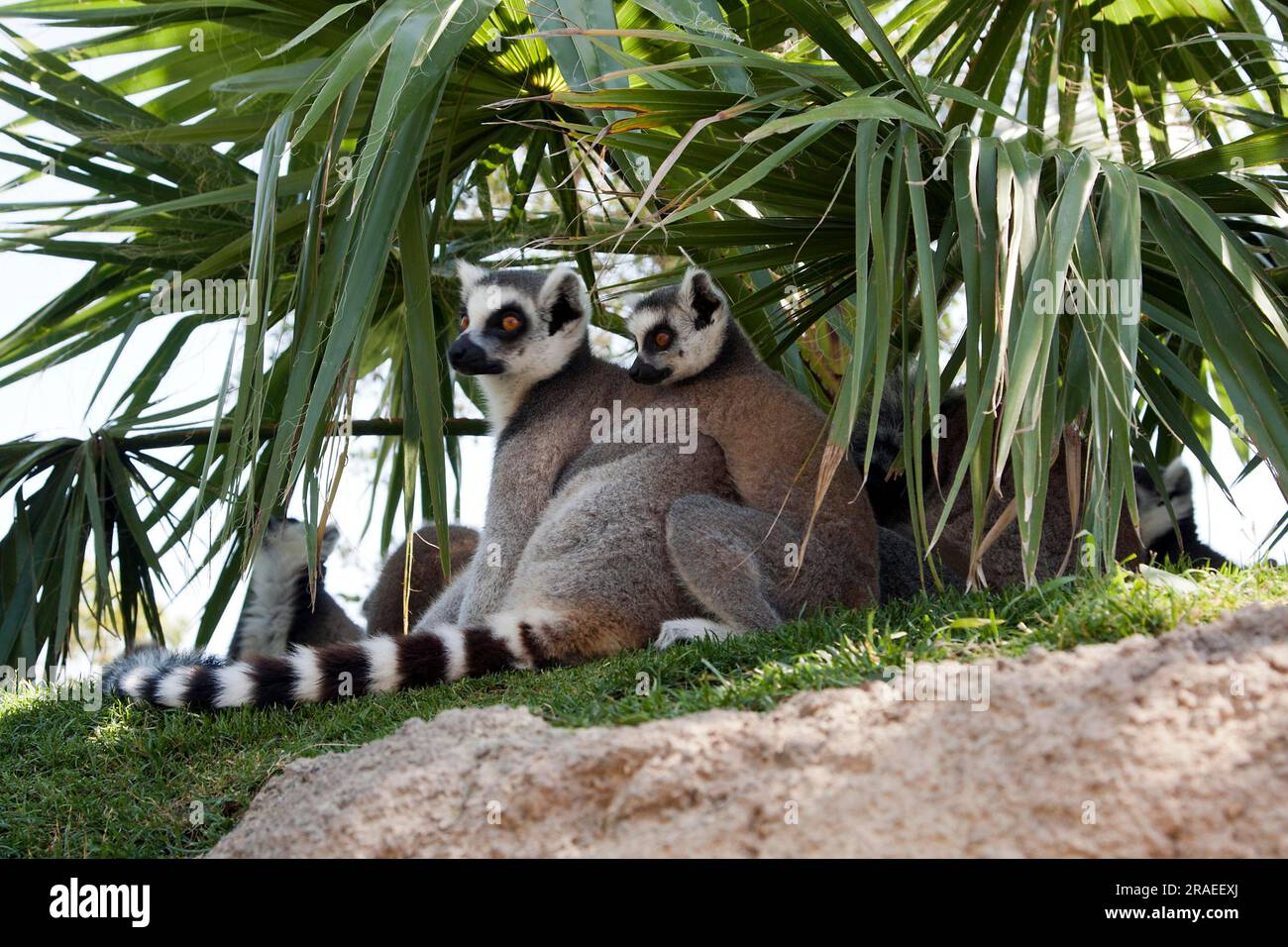 Katta (Lemur catta) Stockfoto