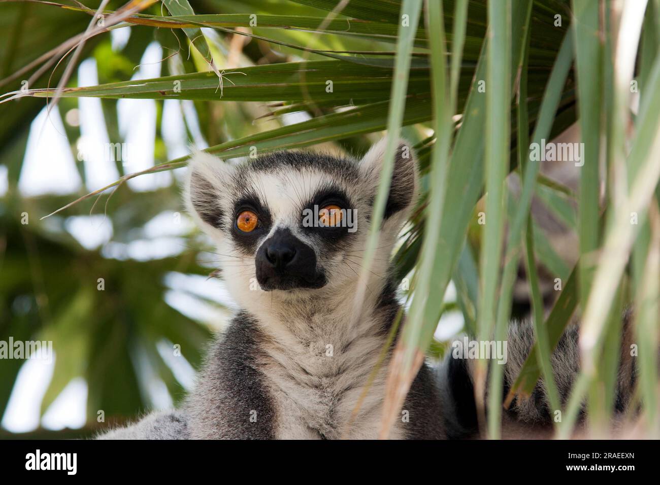 Katta (Lemur catta) Stockfoto