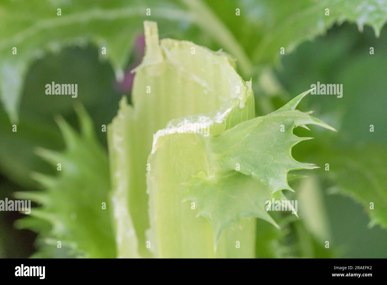 Bitterer milchiger latexsaft, der aus einem gebrochenen Stiel oder Stiel von Prickly-Sau-Distel/Sonchus-Probe in Hecke austritt. Für pflanzensaft, Pflanzenphysiologie Stockfoto