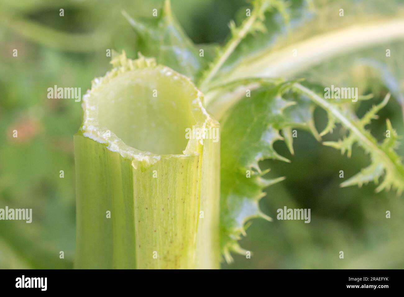 Milchiger latexsaft, der aus gebrochenem Stiel oder Stiel von Prickly Sau-Distel/Sonchus asper oder Sonchus arvensis in der Hecke austritt. Für pflanzensaft, Pflanzenphysiologie Stockfoto