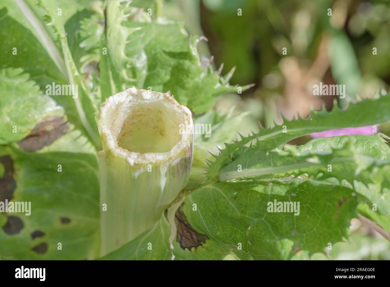 Milchiger latexsaft, der aus gebrochenem Stiel oder Stiel von Prickly Sau-Distel/Sonchus asper oder Sonchus arvensis in der Hecke austritt. Für pflanzensaft, Pflanzenphysiologie Stockfoto