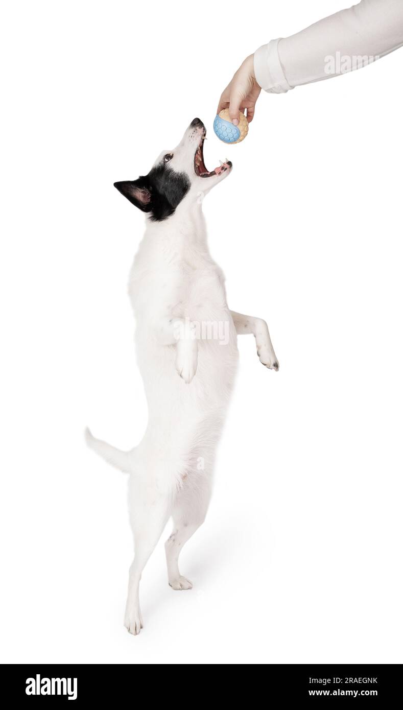 Hund mit Spielzeugball auf Weiß spielen Stockfoto