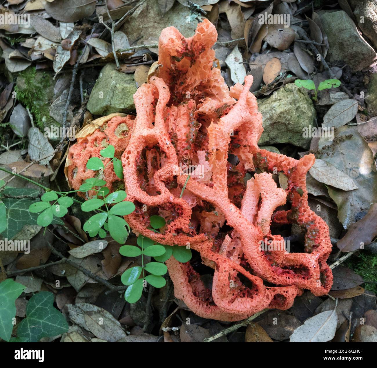 Latticed Stinkhorn fungus (Clathrus ruber), auch bekannt als Korb- oder Rotkäfigpilz, Woodland Habitat, Ardeche, Frankreich Stockfoto