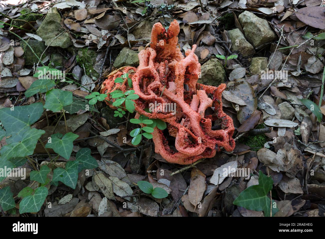 Latticed Stinkhorn fungus (Clathrus ruber), auch bekannt als Korb- oder Rotkäfigpilz, Woodland Habitat, Ardeche, Frankreich Stockfoto