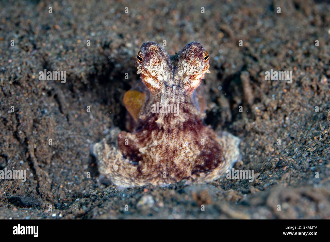 Ein kleiner langer Armbandkraken, Abdopus sp., auch bekannt als der weiße V-Oktopus, findet sich auf einem vulkanischen Sandhang in Sangeang, Indonesien. Stockfoto