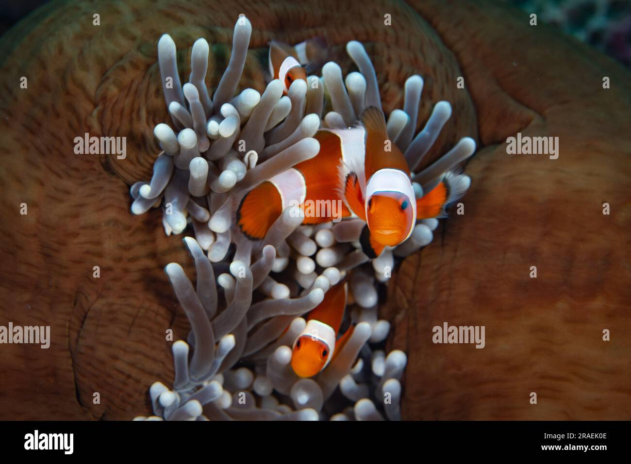 Falscher Clownfisch, Amphiprion ocellaris, schwimmen zwischen den Tentakeln ihrer Gastanemone in einem Riff im Komodo-Nationalpark, Indonesien. Stockfoto