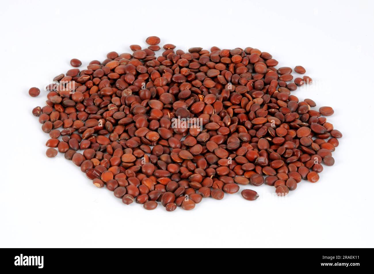 Spina Date Seeds (Ziziphi Spinosae Seeds), Suan Zao Ren Stockfoto