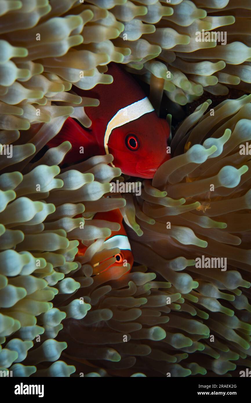 Der Anemonfisch der Spinecheek, Premnas biaculeatus, schwimmt zwischen den Tentakeln ihrer Gastanemone in einem Riff im Komodo-Nationalpark, Indonesien. Stockfoto