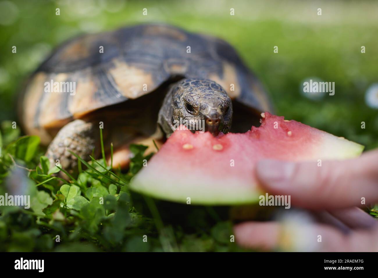 Haustierbesitzer gibt seiner Schildkröte reife Wassermelone zum Essen im Gras im Garten. Häusliches Leben mit exotischen Haustieren an sonnigen Sommertagen. Stockfoto