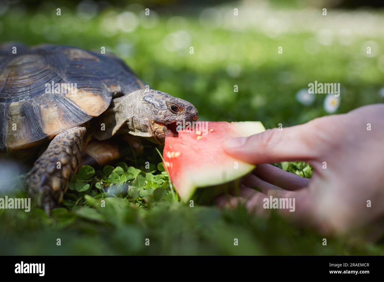 Haustierbesitzer gibt seiner Schildkröte reife Wassermelone zum Essen im Gras im Garten. Häusliches Leben mit exotischen Haustieren an sonnigen Sommertagen. Stockfoto