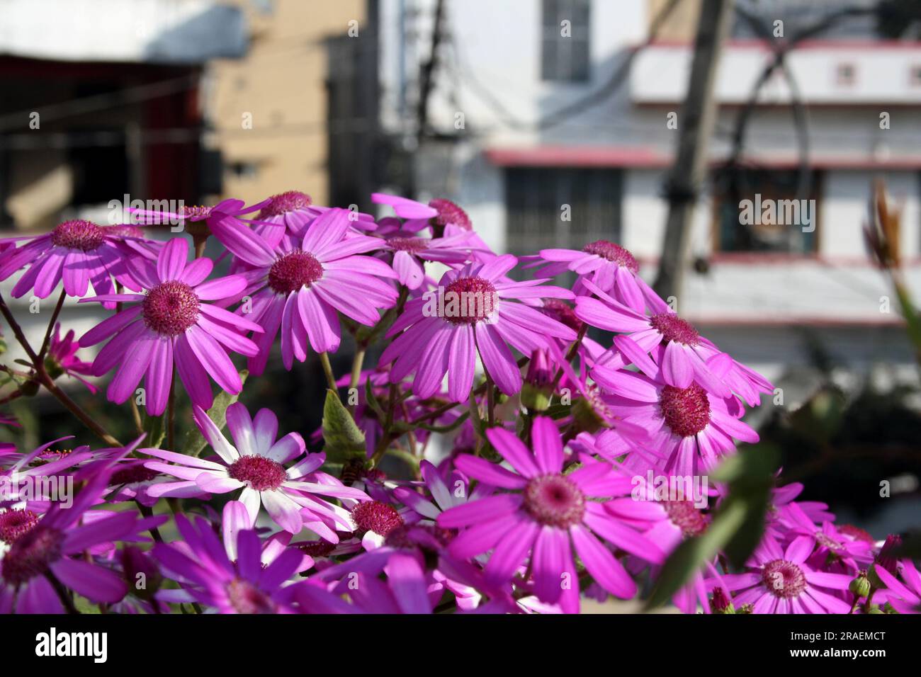 Purple cineraria (Periallis x hybrida) Blüte im Garten : (Pix Sanjiv Shukla) Stockfoto