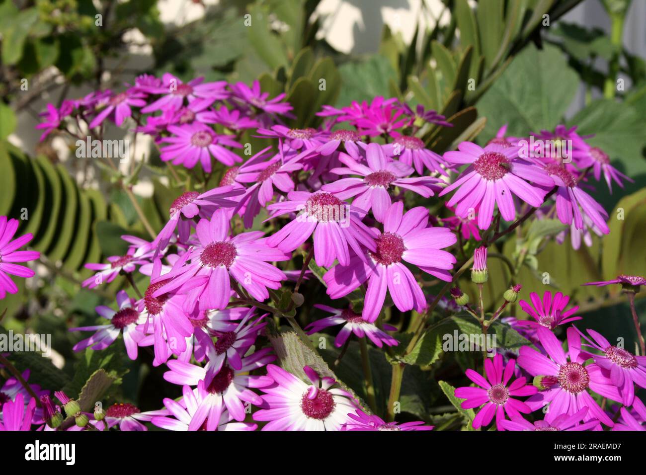 Purple cineraria (Periallis x hybrida) Blüte im Garten : (Pix Sanjiv Shukla) Stockfoto