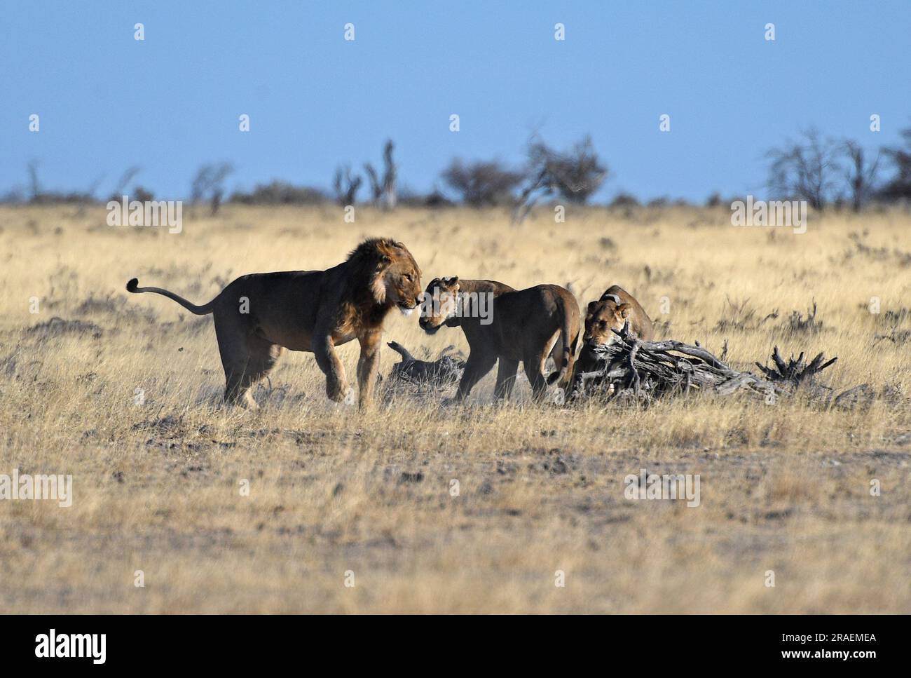 (230703) -- WINDHOEK, 3. Juli 2023 (Xinhua) -- Lions are Pictured at the Etosha National Park in Northern Namibia, 15. August 2022. Die namibische Regierung vertritt eine proaktive Haltung, um ihre schwindende Löwenpopulation im Nordwesten des Landes zu schützen und zu erhalten, wie ein Beamter am Montag sagte. (Xinhua/Chen Cheng) Stockfoto