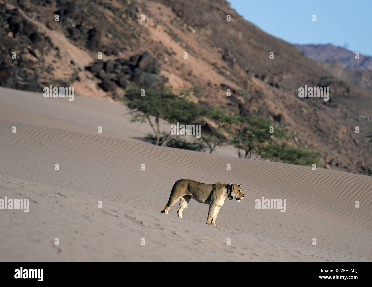 (230703) -- WINDHOEK, 3. Juli 2023 (Xinhua) -- Ein Löwe wird am Hoanib River Drainage im Norden Namibias, 8. Februar 2023, abgebildet. Die namibische Regierung vertritt eine proaktive Haltung, um ihre schwindende Löwenpopulation im Nordwesten des Landes zu schützen und zu erhalten, wie ein Beamter am Montag sagte. (Xinhua/Chen Cheng) Stockfoto
