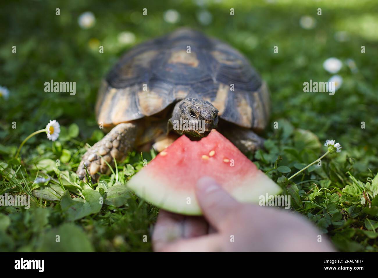 Haustierbesitzer gibt seiner Schildkröte reife Wassermelone zum Essen im Gras im Garten. Häusliches Leben mit exotischen Haustieren an sonnigen Sommertagen. Stockfoto