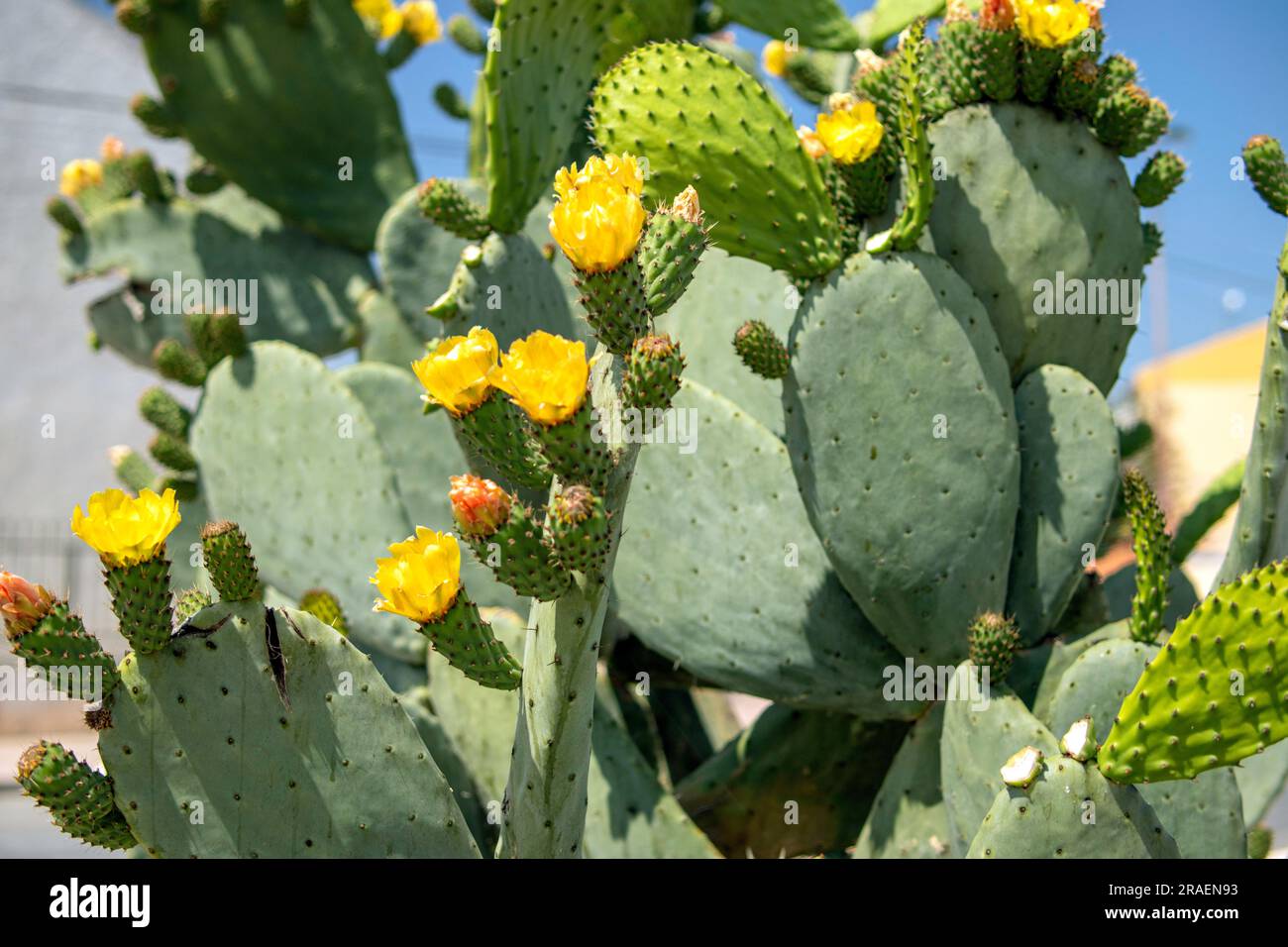 Der Kaktus blht mit wunderschnen, leuchtend gelben Blumen, die wie eine  Krone aussehen. Wie man eine trendige Kakteen-Sammlung in einem Minigarten  anbaut. Grne Natura Stockfotografie - Alamy