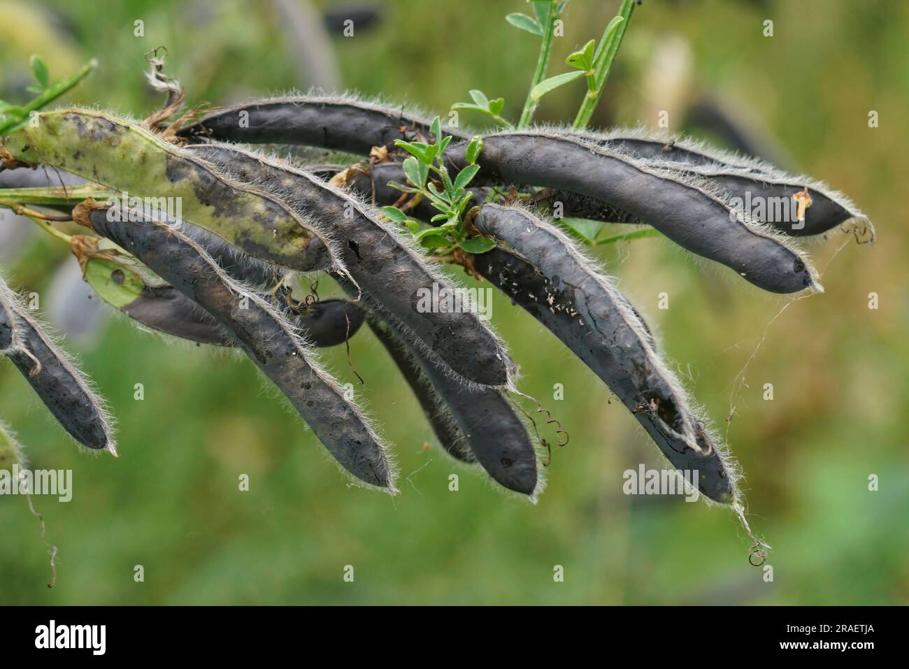 Natürliche Nahaufnahme auf den schwarzen Samenkisten des englischen oder schottischen Besens Cytisus scoparius Stockfoto