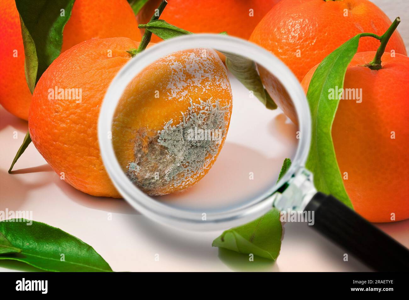 Ein schimmeliges und verrottetes Orange auf weißem Hintergrund - Konzeptbild durch eine Lupe gesehen Stockfoto