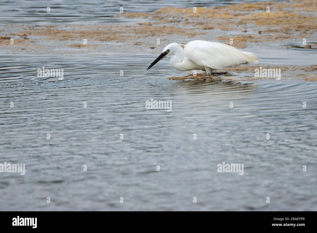 Egretta garzetta, reines weißes Gefieder, langer Hals, schwarzer Dolch, lange schwarze Beine mit gelben Füßen, kleiner Reiher wie ein Watvogel Stockfoto