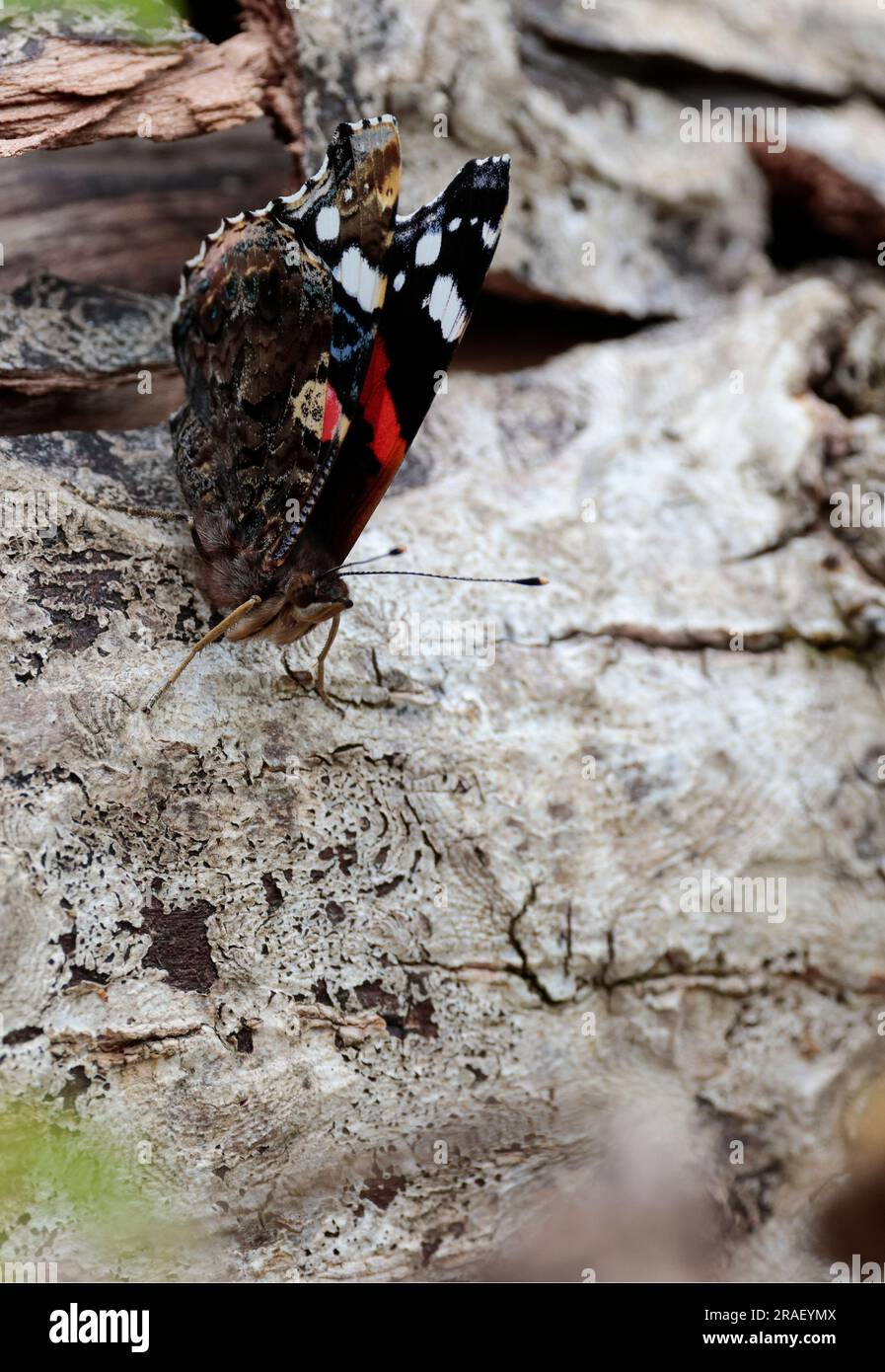 Roter Admiralsschmetterling Vannesa atalanta, schwarze Oberschwingungen mit roten Bändern und weißen Flecken unter den Flügeln marmoriertes rauchgrau 60mm Sonnenbaden Sommersaison großbritannien Stockfoto