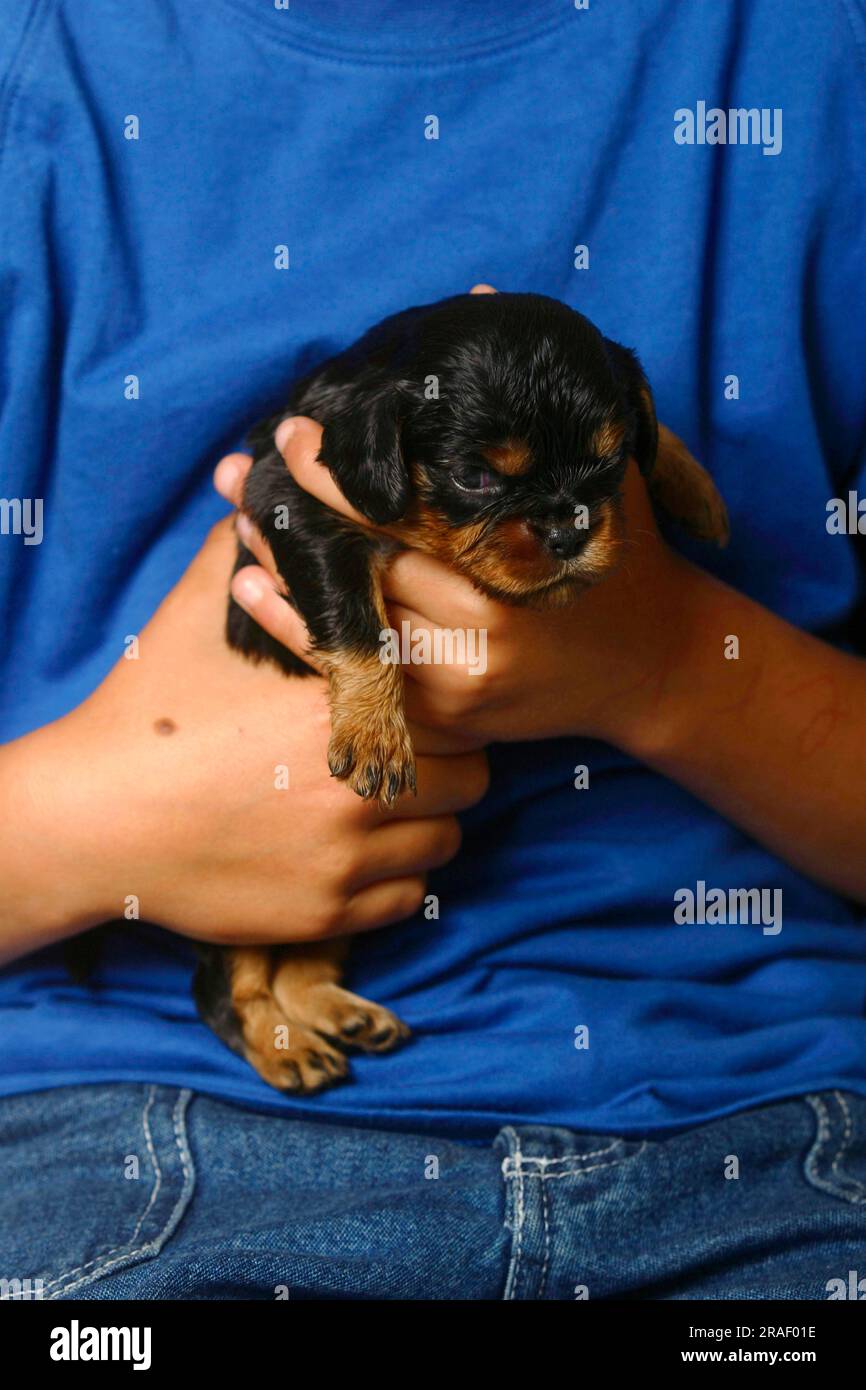 Kavalier König Charles Spaniel, Hündchen, schwarz-braun, 17 Tage, in den Händen gehalten Stockfoto