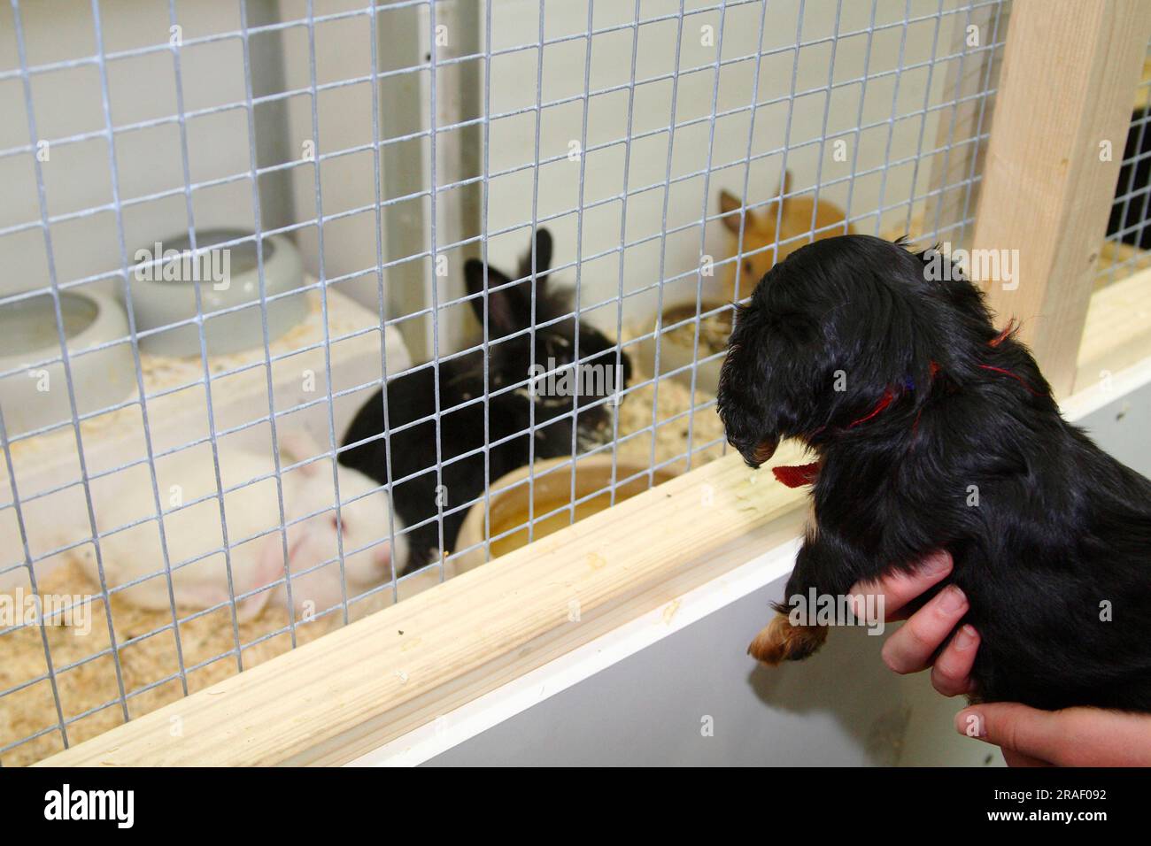 Hund tier kaninchen welpe -Fotos und -Bildmaterial in hoher Auflösung –  Alamy
