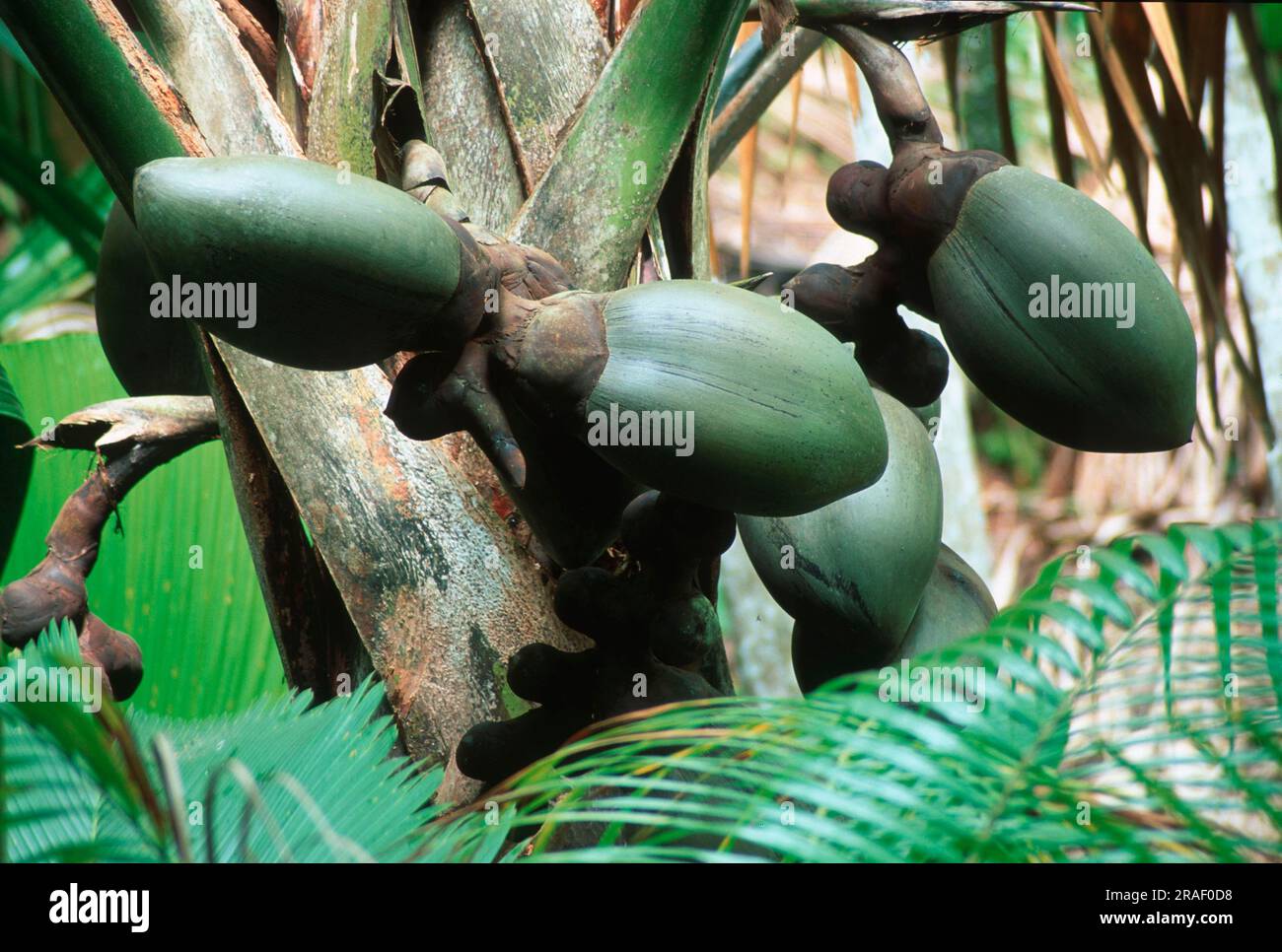 Doppel-Kokosnuss (Lodoicea maldivica), Nationalpark Vallee de Mai, Praslin Island, Seychellen, Coco-de-Mer Stockfoto