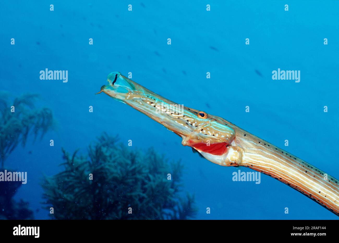 Trompetfish, Bonaire, Niederländische Antillen (Aulostomus maculatus) Stockfoto