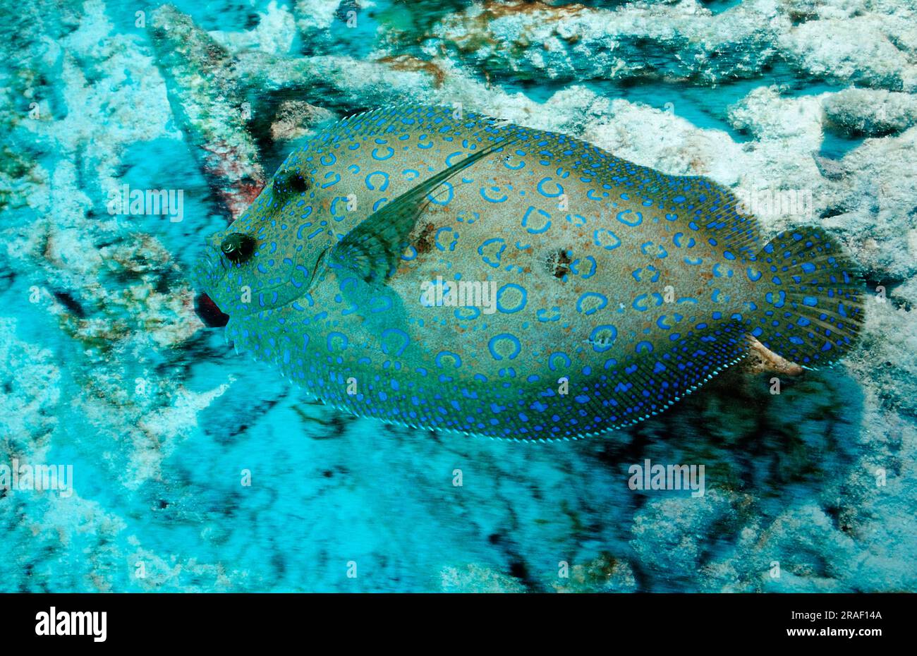 Peacock Butcher, Bonaire, Niederlande Plattfisch (Bothus lunatus), entnehmbar Stockfoto