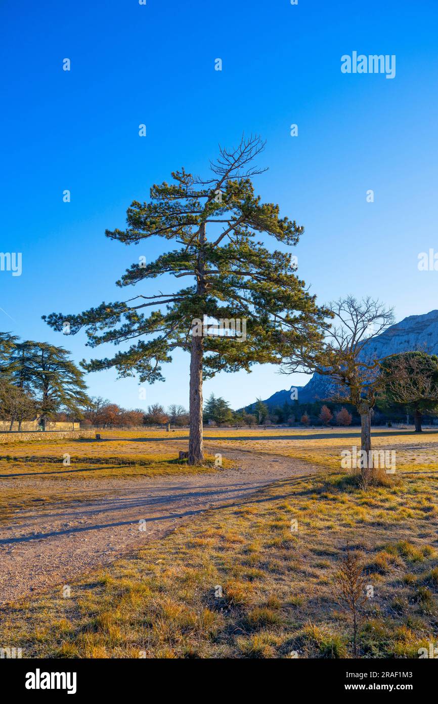 Plan-d'Aups-Sainte-Baume, Provence-Alpes-Côte d'Azur, Frankreich Stockfoto