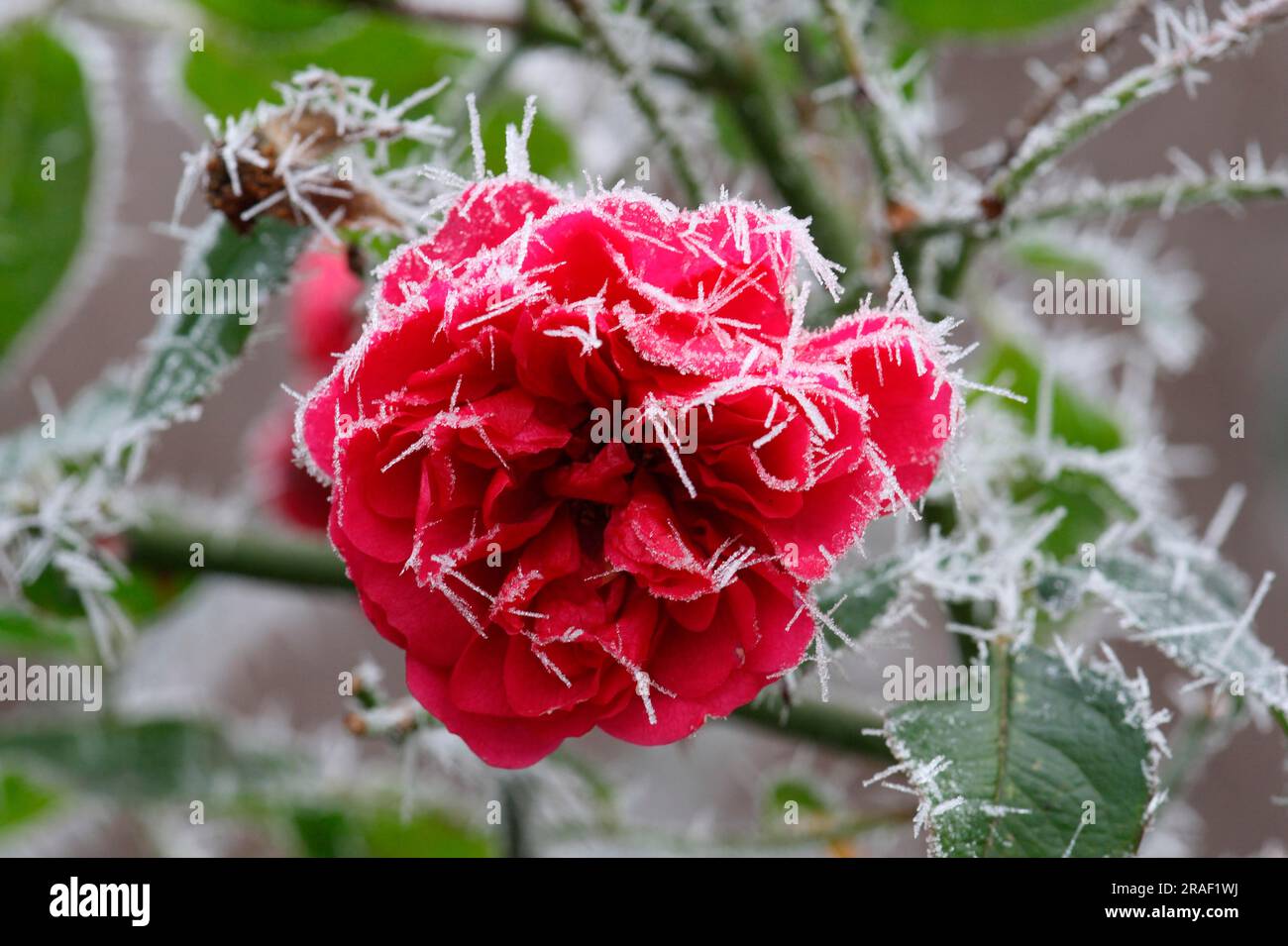 Rosenblüte mit Heiserfrost Stockfoto