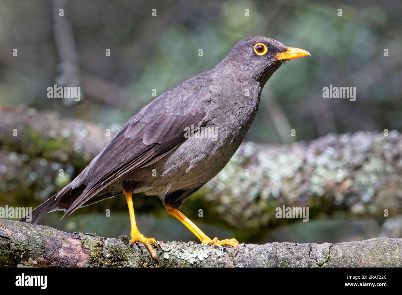 Great Thrush (Turdus Fuscater), hoch oben auf einem Ast, Botanischer Garten, Bogota, Kolumbien. Stockfoto