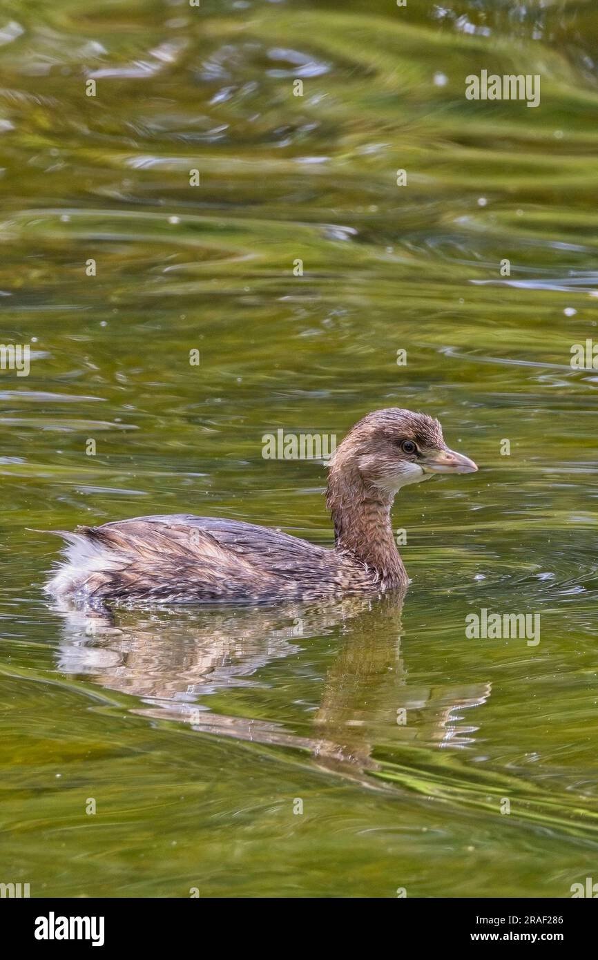 Rattenschnabel-Grebe (Podilymbus podiceps), schwimmt auf dem Teich in den Botanischen Gärten, Bogota, Kolumbien. Stockfoto