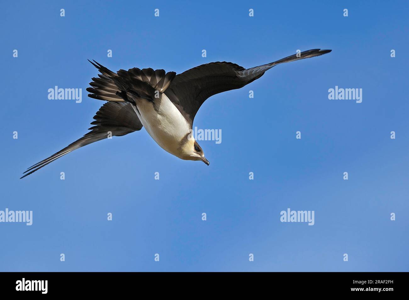 Parasitäre Skua, Lichtphase, Flatanger (Stercorarius longicaudus), Norwegen Stockfoto