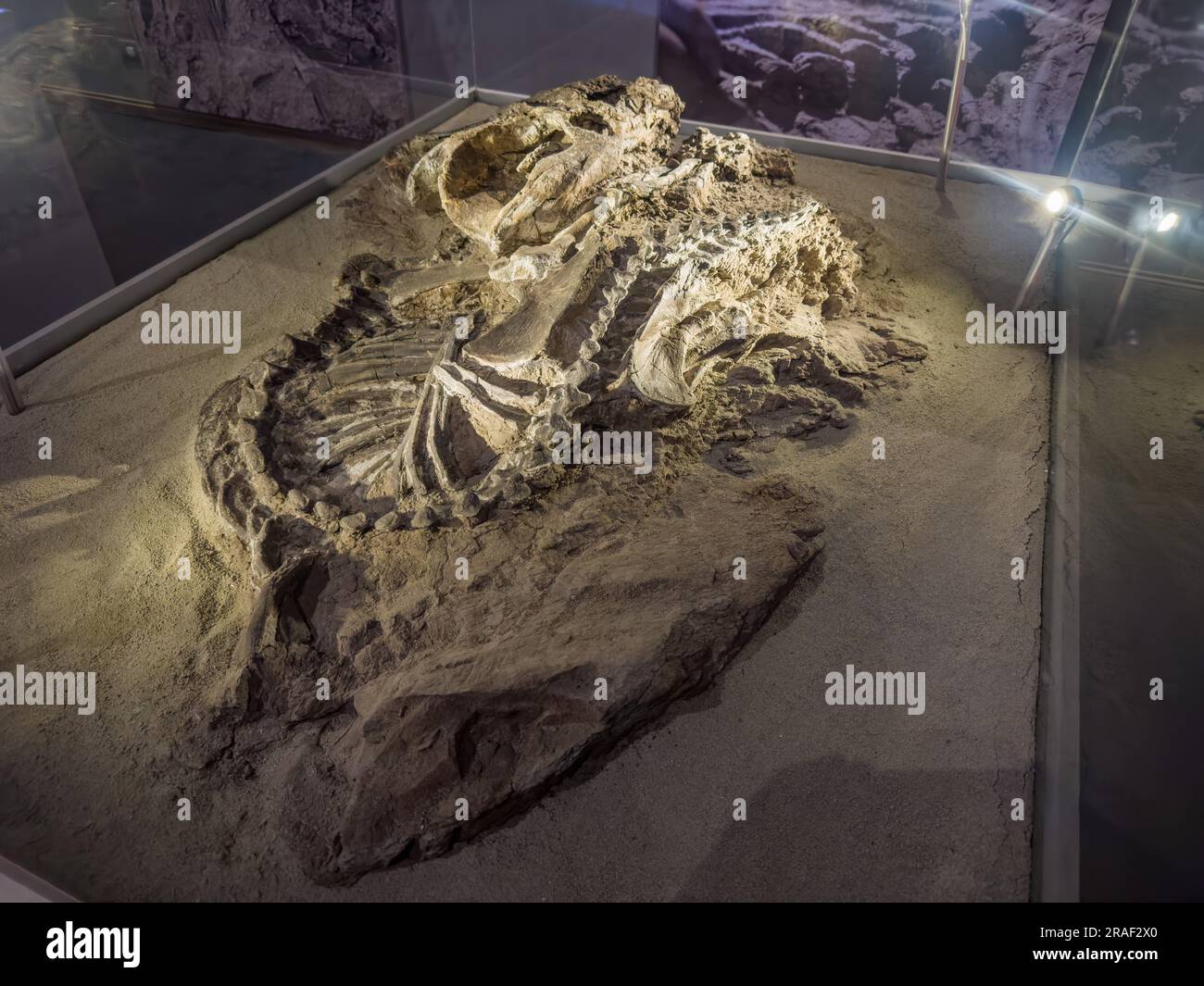 Das eigentliche Skelett eines Zynoten oder Präsäugetieres aus der Triassic-Zeit im Museum des Provinzparks Ischigualasto in Argentinien. Stockfoto