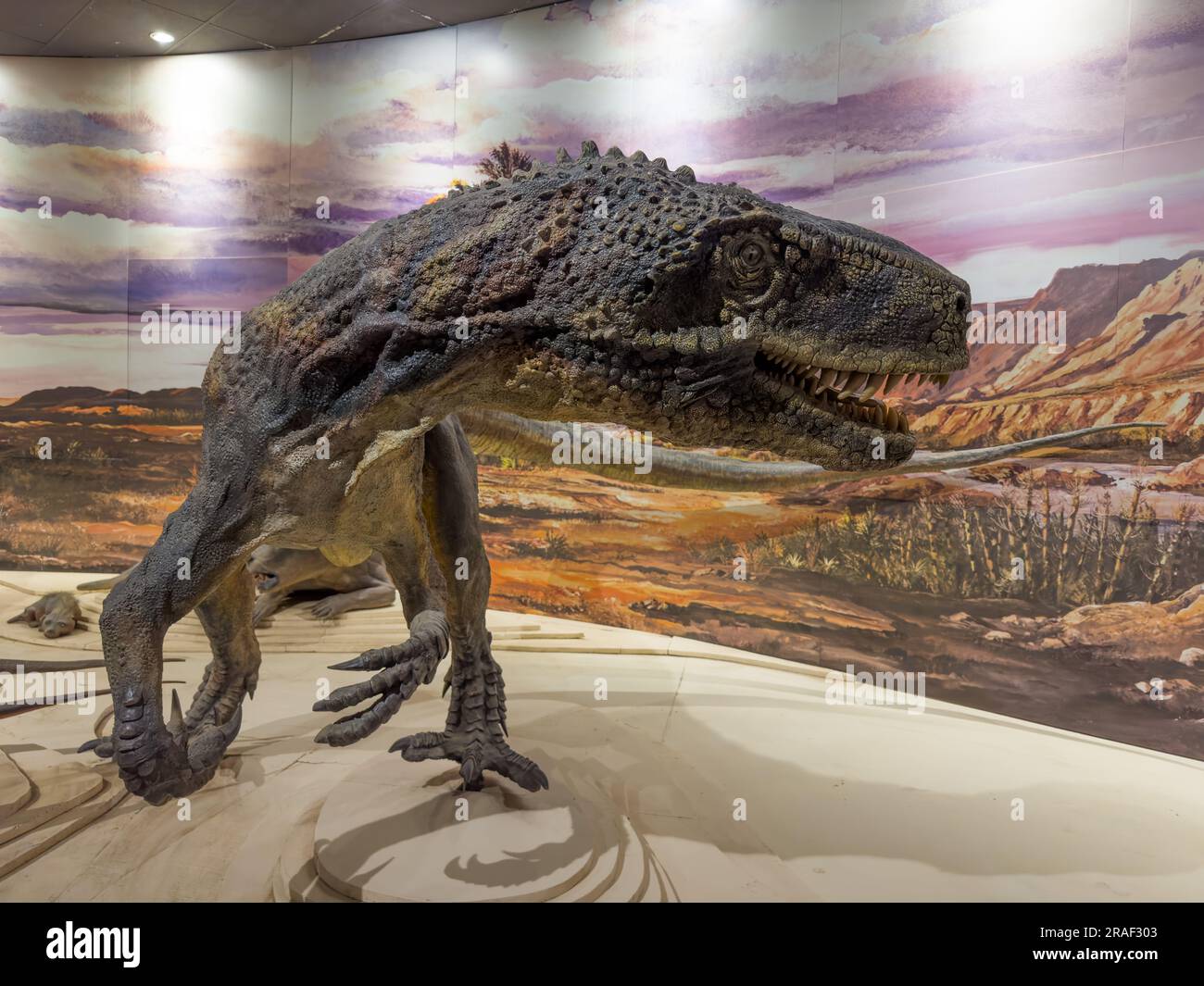 Modell eines Sanjuansaurus gordilloi, eines Dinosauriers aus der Triassic-Zeit im Museum des Provinzparks Ischigualasto in Argentinien. Stockfoto