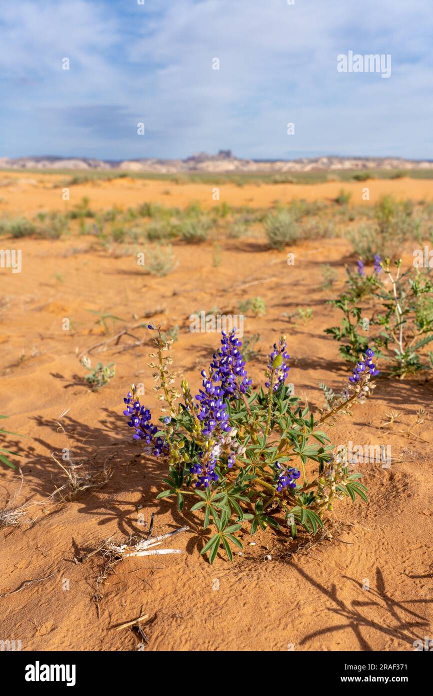 Zwerg oder Rusty Lupine in der blühenden San Rafael Wüste von Utah mit Temple Mountain und San Rafael Reef. Stockfoto