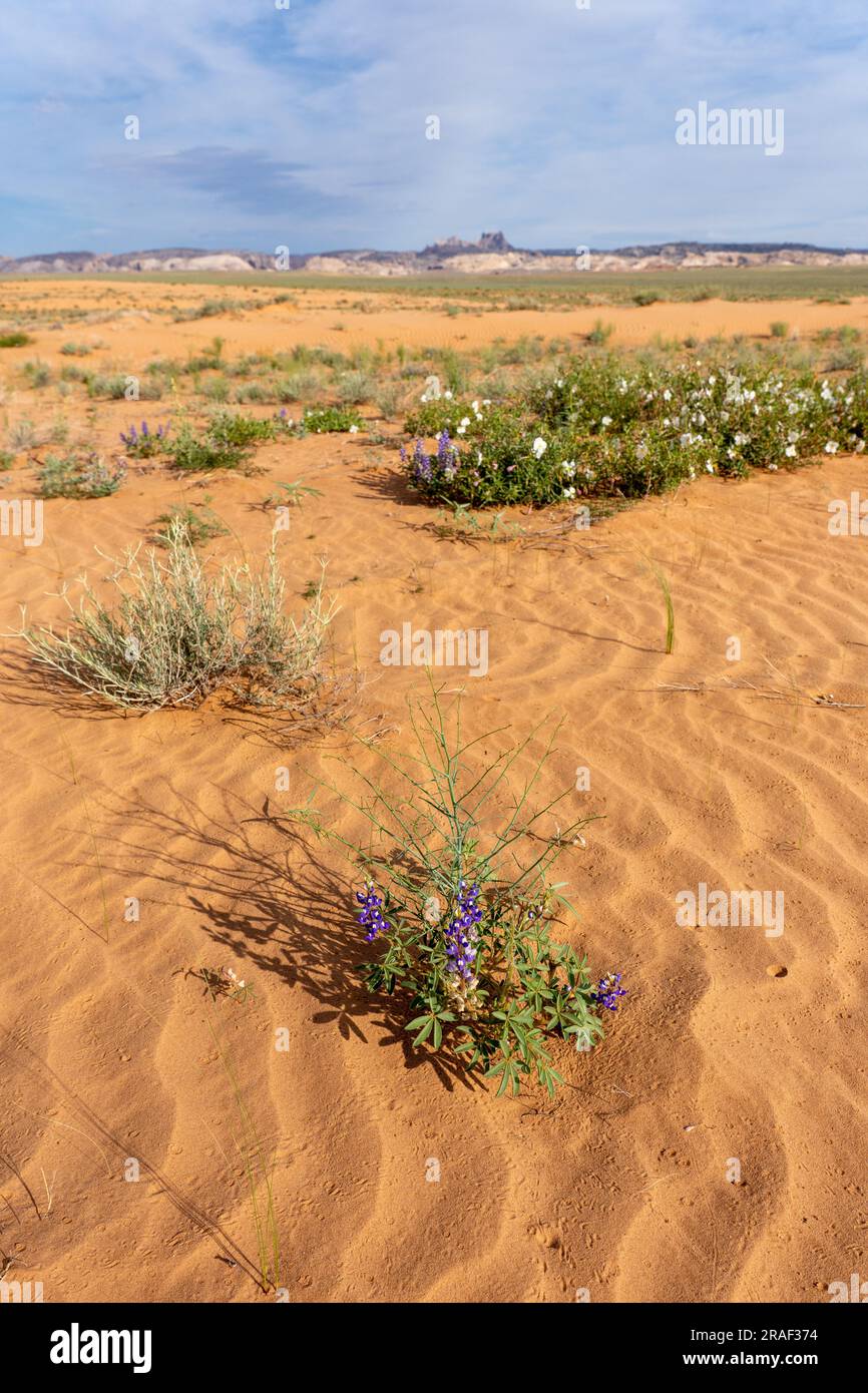 Zwerg oder Rusty Lupine & Pale Evening Primrose in Blüte in der San Rafael Wüste von Utah mit Temple Mountain und San Rafael Reef dahinter. Stockfoto