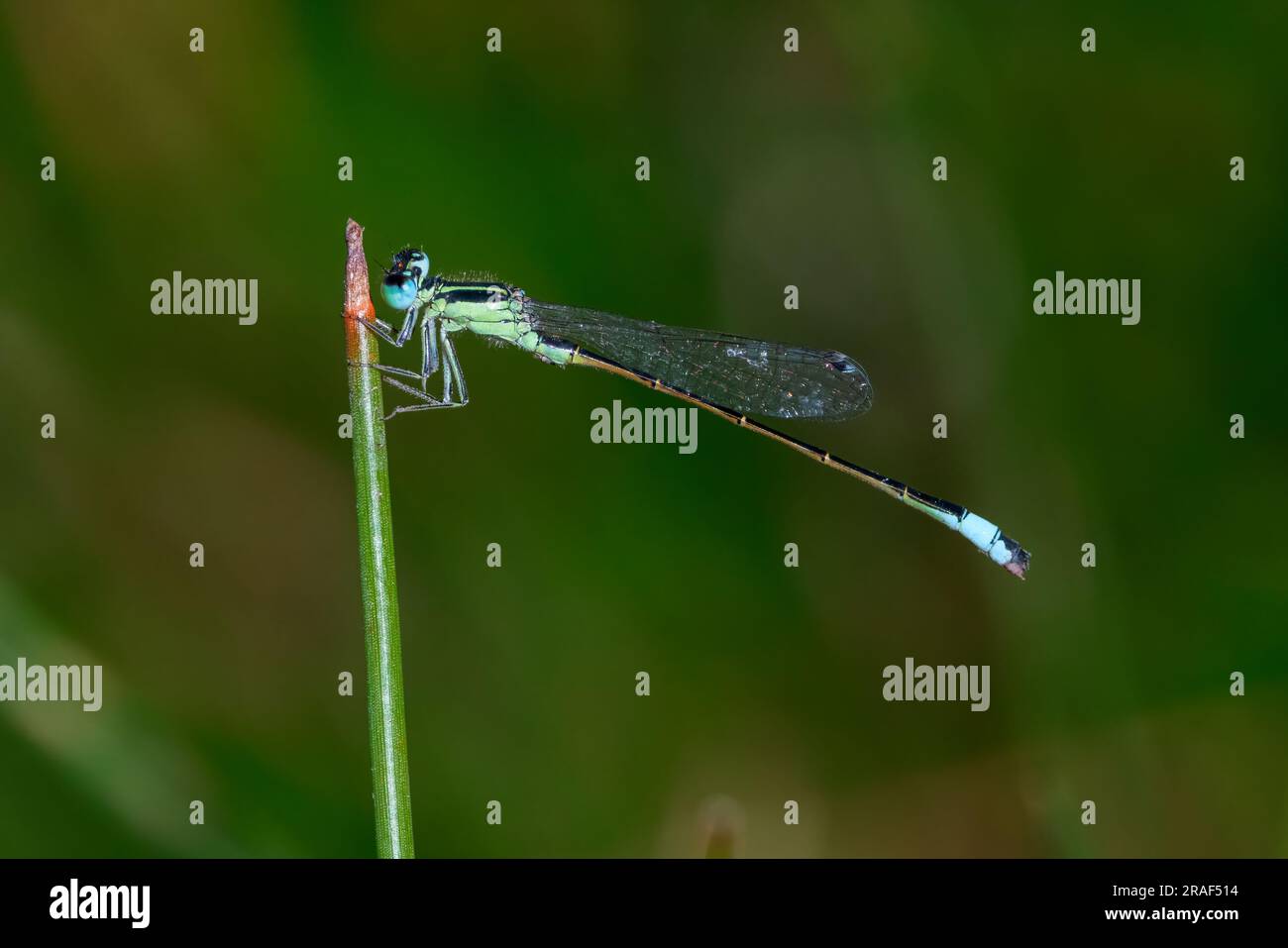 Damselfly in ihrer natürlichen Umgebung. Stockfoto