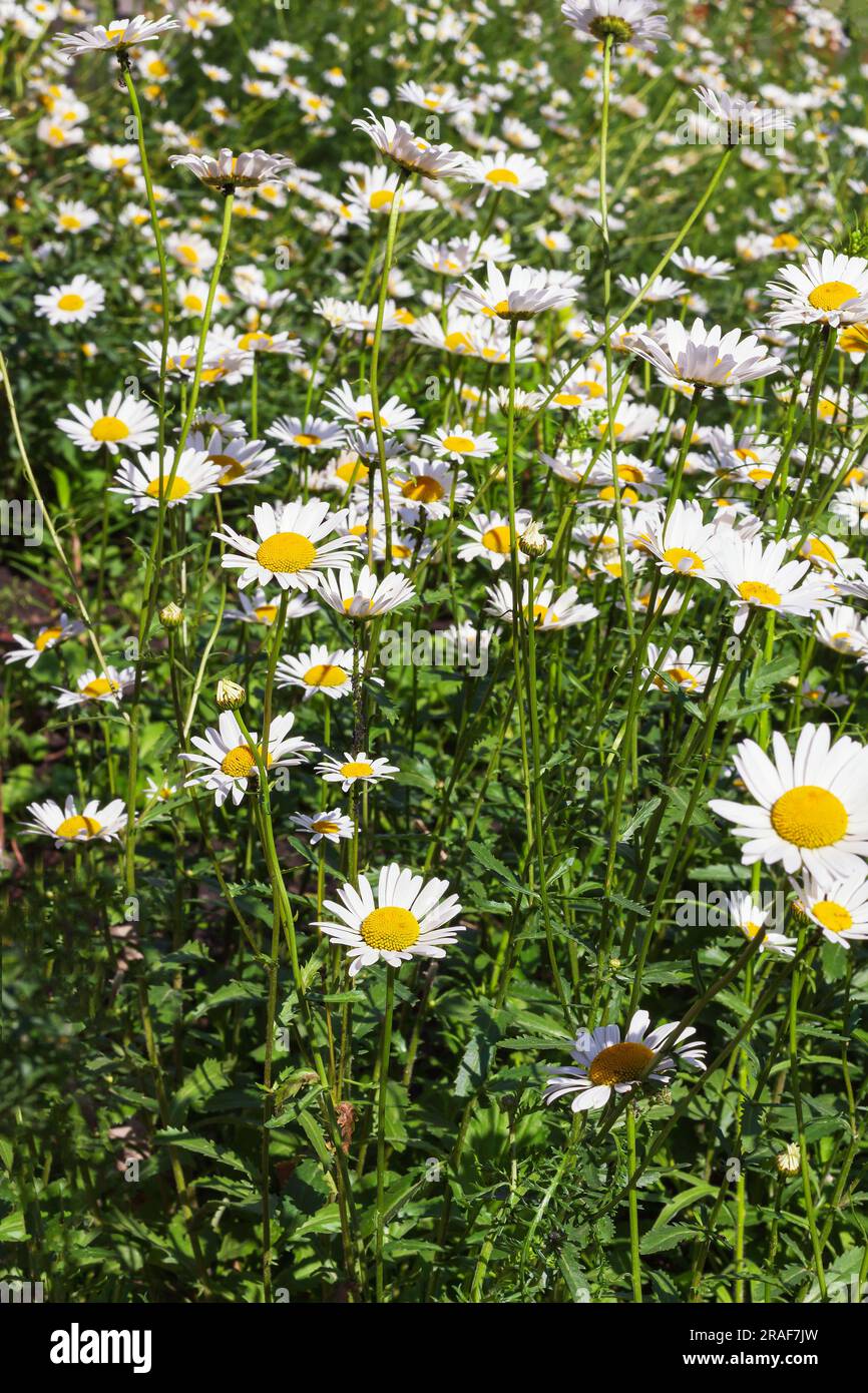 Sonniges Feld mit weißen Gänseblümchen, Seitenansicht, Ökologie und städtisches Umweltkonzept. Blütenfeld weißer Gänseblümchen als Hintergrund bei Nahselektionen Stockfoto