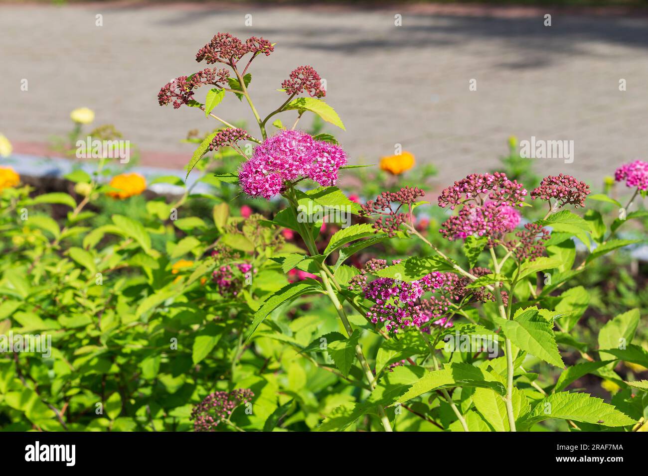 Spirea blüht in der Sonne. Umweltfreundliches und komfortables Stadtkonzept, selektiver Fokus, Kopierraum. Mehrjährige Pflanze, blüht im Sommer Stockfoto