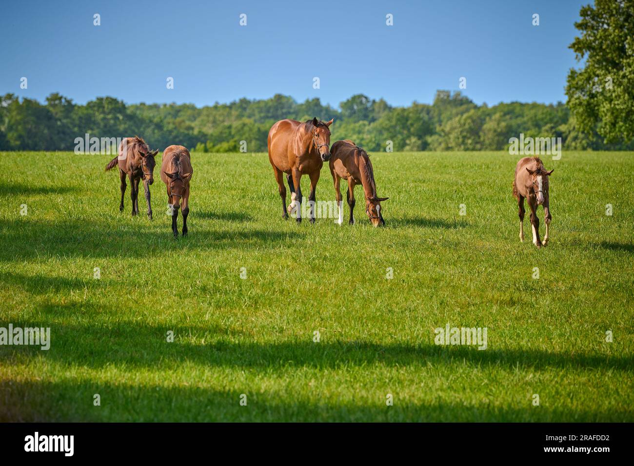 Eine Stute und vier Fohlen, die auf einem Feld laufen. Stockfoto