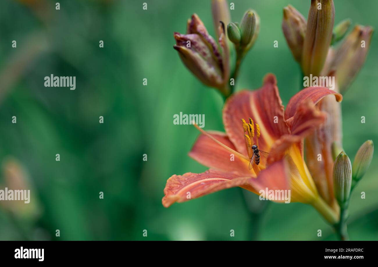 Hoverfly auf roten und gelben Lilien Stockfoto