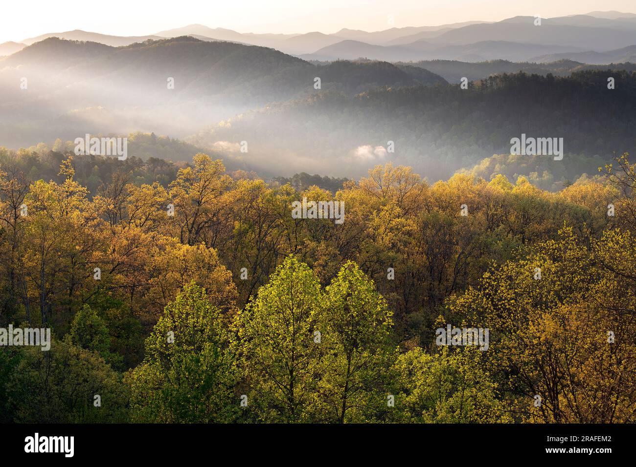 Morgennebel und Sonnenaufgangsschächte, Great Smoky Mountains National Park, TN USA, von Dominique Braud/Dembinsky Photo Assoc Stockfoto