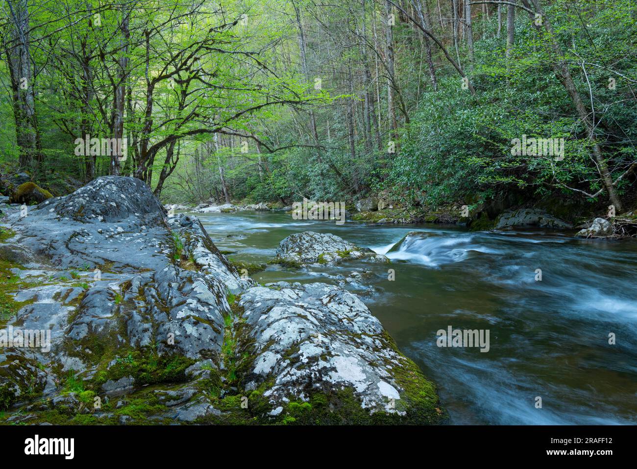 Middle Prong Little River, Great Smoky Mountains National Park, April, TN, USA, von Dominique Braud/Dembinsky Phoot Assoc Stockfoto