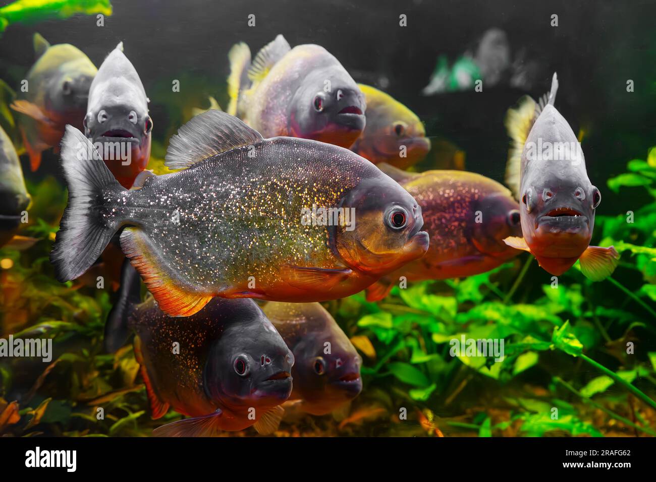 Piranha, Pygocentrus nattereri, Schwimmen im Aquarienpool mit grünen Algen. Berühmter Süßwasserfisch für Aquarium-Hobby. Wasserorganismen, unter Wasser Stockfoto
