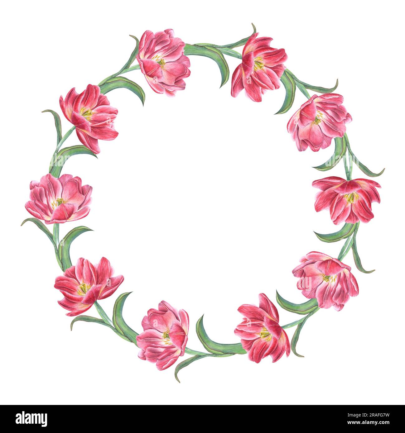 Rosa Tulpenkranz isoliert auf weißem Hintergrund. Aquarelle Darstellung von hellen Frühlingsblumen für Postkartendesign, Einladungsvorlage Stockfoto