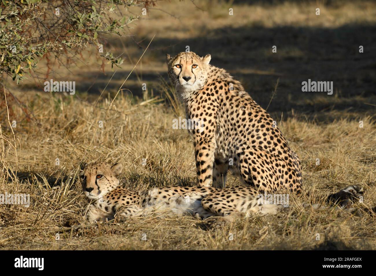 Geparden in freier Wildbahn Stockfoto