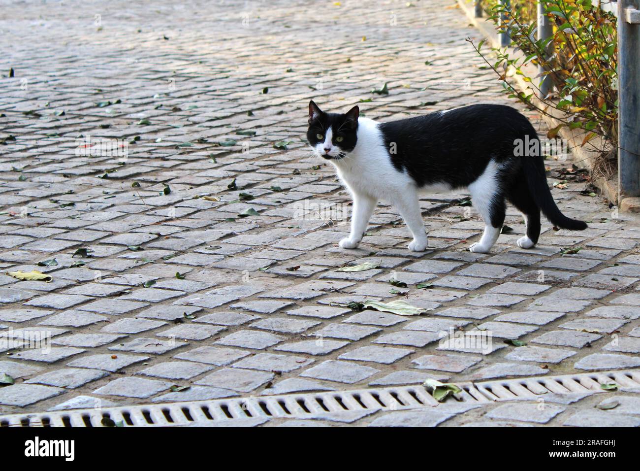 Streunende Katze, die im Park lebt Stockfoto